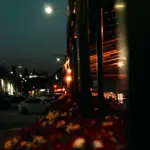 flowers at night