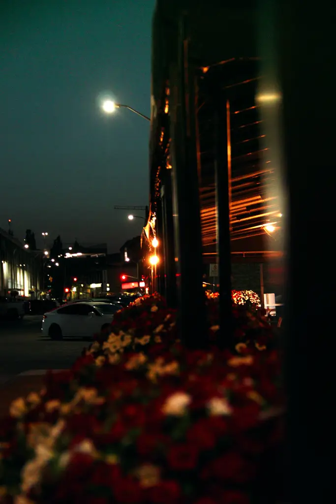 flowers at night