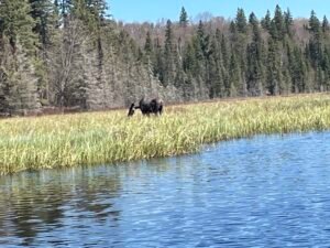 Swamp Donkey