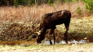 Swamp Donkey on land