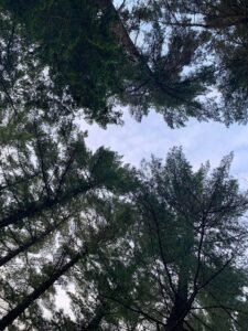White Pines
