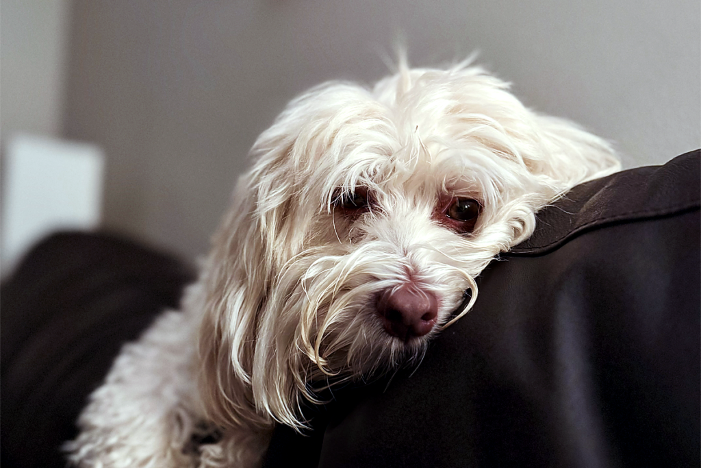 LingDynasty Photography - Beaumont on the couch