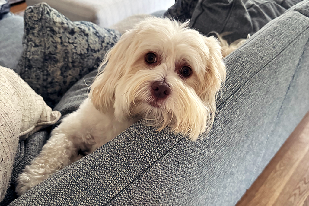 LingDynasty Photography - Beaumont loves the couch