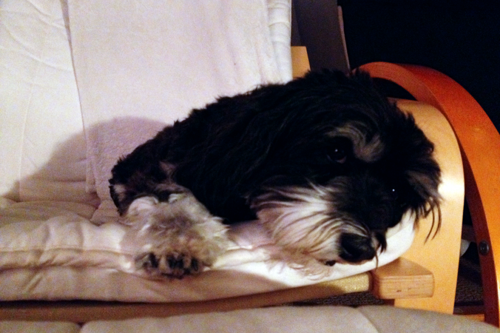 LingDynasty dog photography - Diego