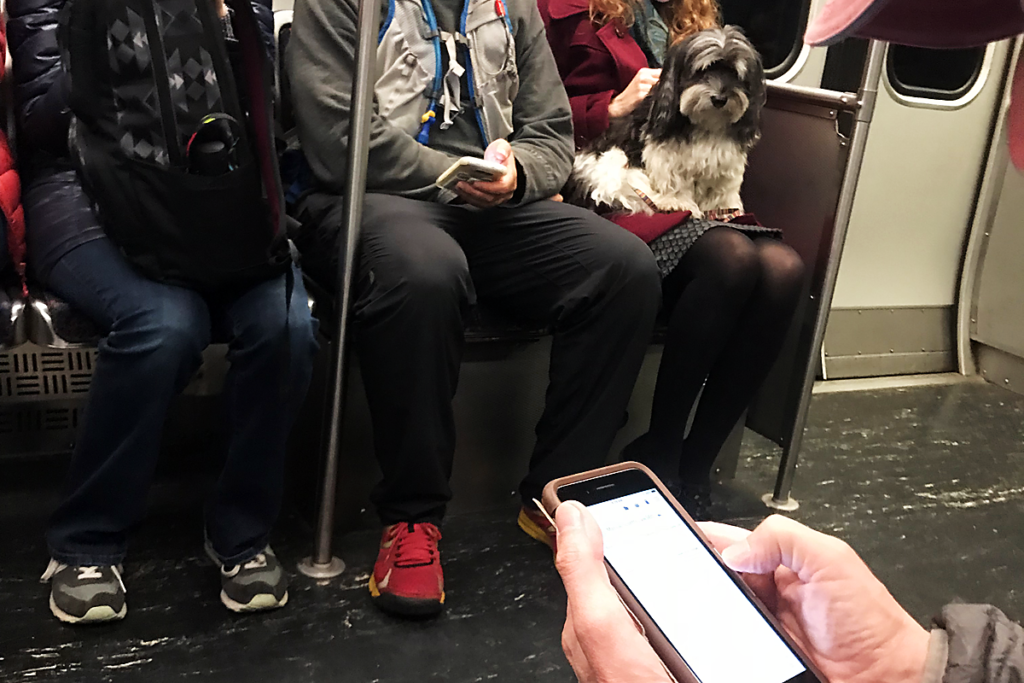LingDynasty Photography - havanese on the subway